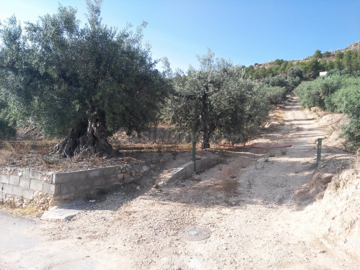 Parcela en venta - Calasparra