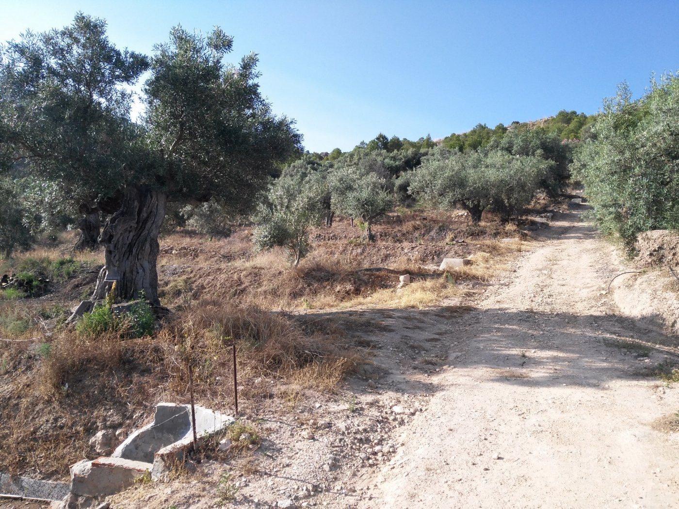 Parcela en venta - Calasparra - foto 2