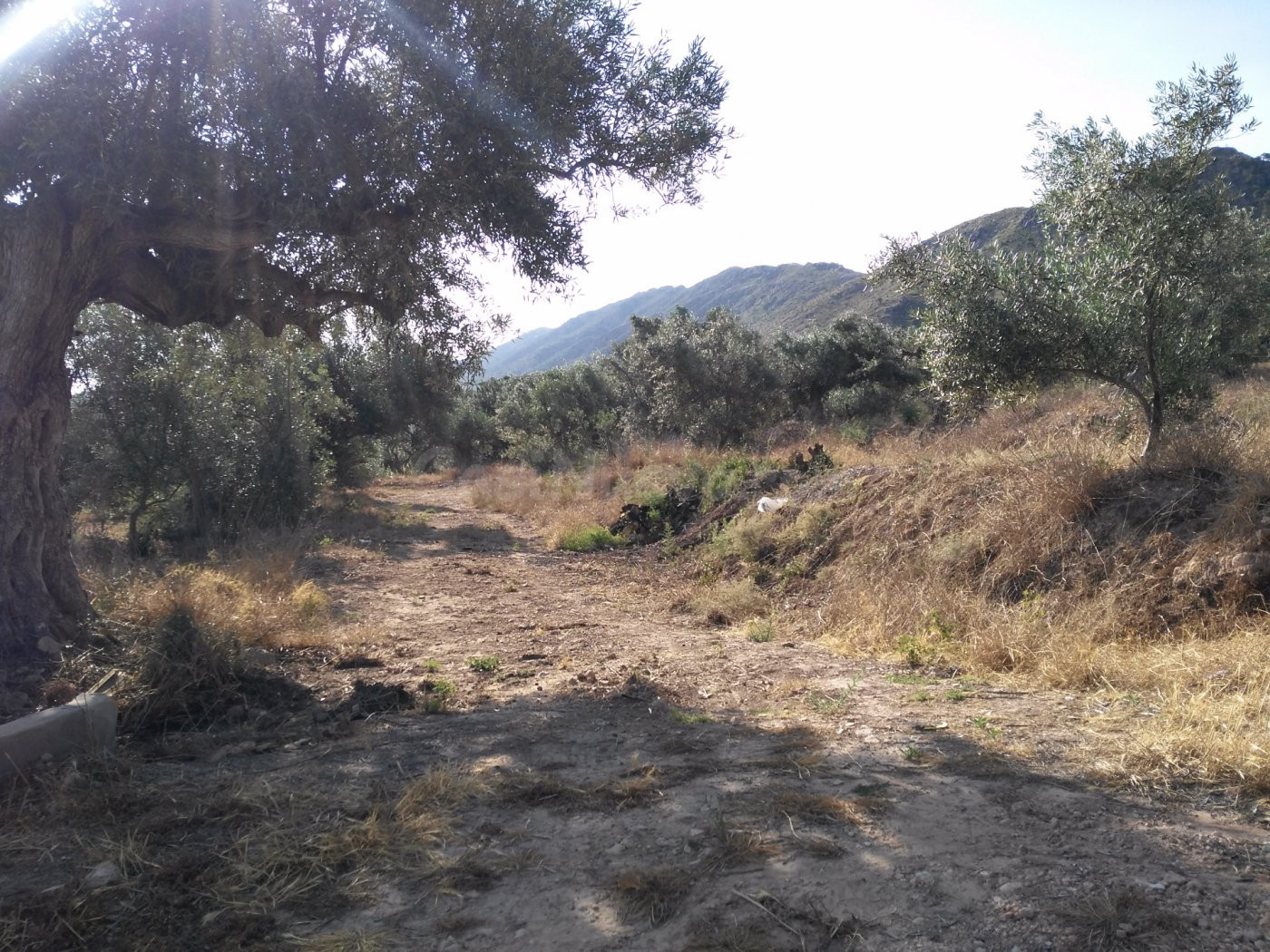 Parcela en venta - Calasparra - foto 3