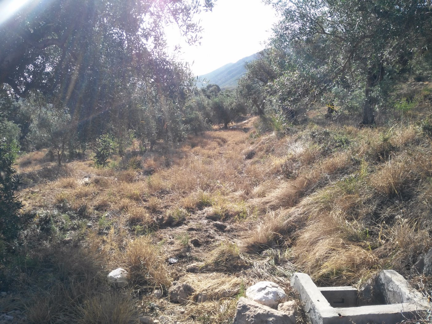 Parcela en venta - Calasparra - foto 5
