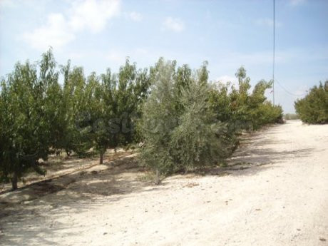 Parcela 30000m² en venta - Calasparra - foto 4