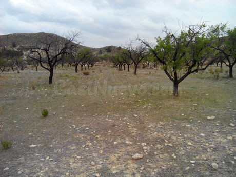 Parcela en venta - Calasparra