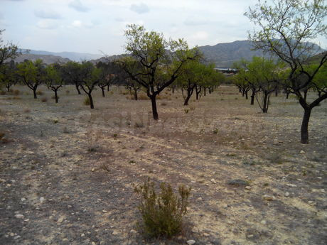 Parcela en venta - Calasparra - foto 2