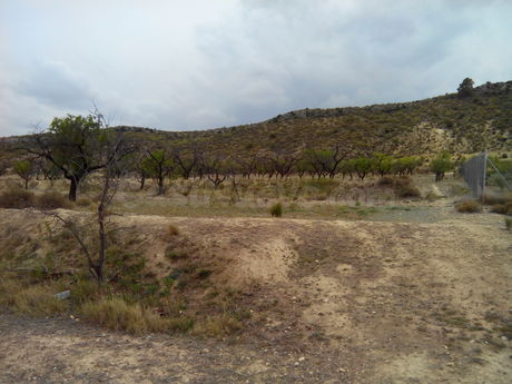 Parcela en venta - Calasparra - foto 3