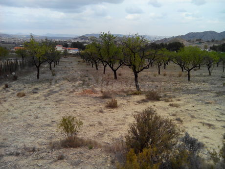 Parcela en venta - Calasparra - foto 5