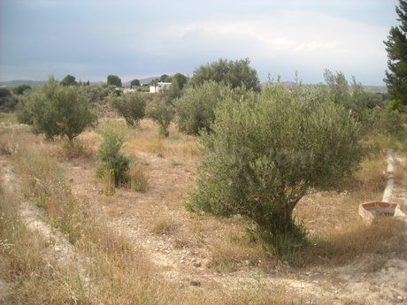 Parcela en venta - Calasparra