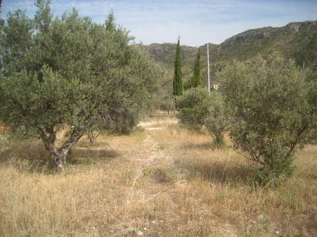 Parcela en venta - Calasparra - foto 2