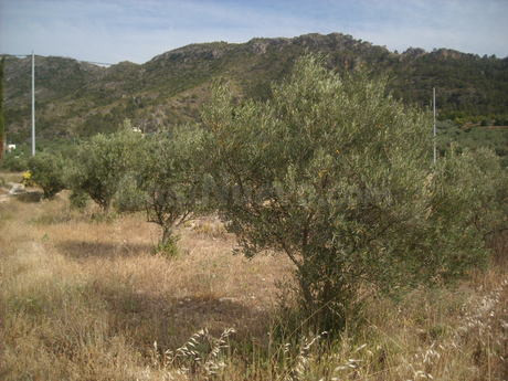 Parcela en venta - Calasparra - foto 3