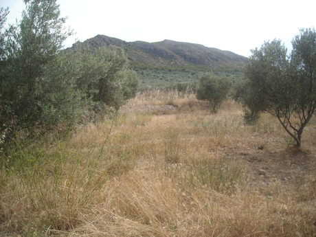Parcela en venta - Calasparra - foto 4