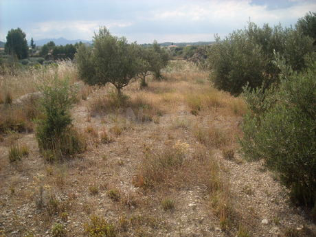 Parcela en venta - Calasparra - foto 5