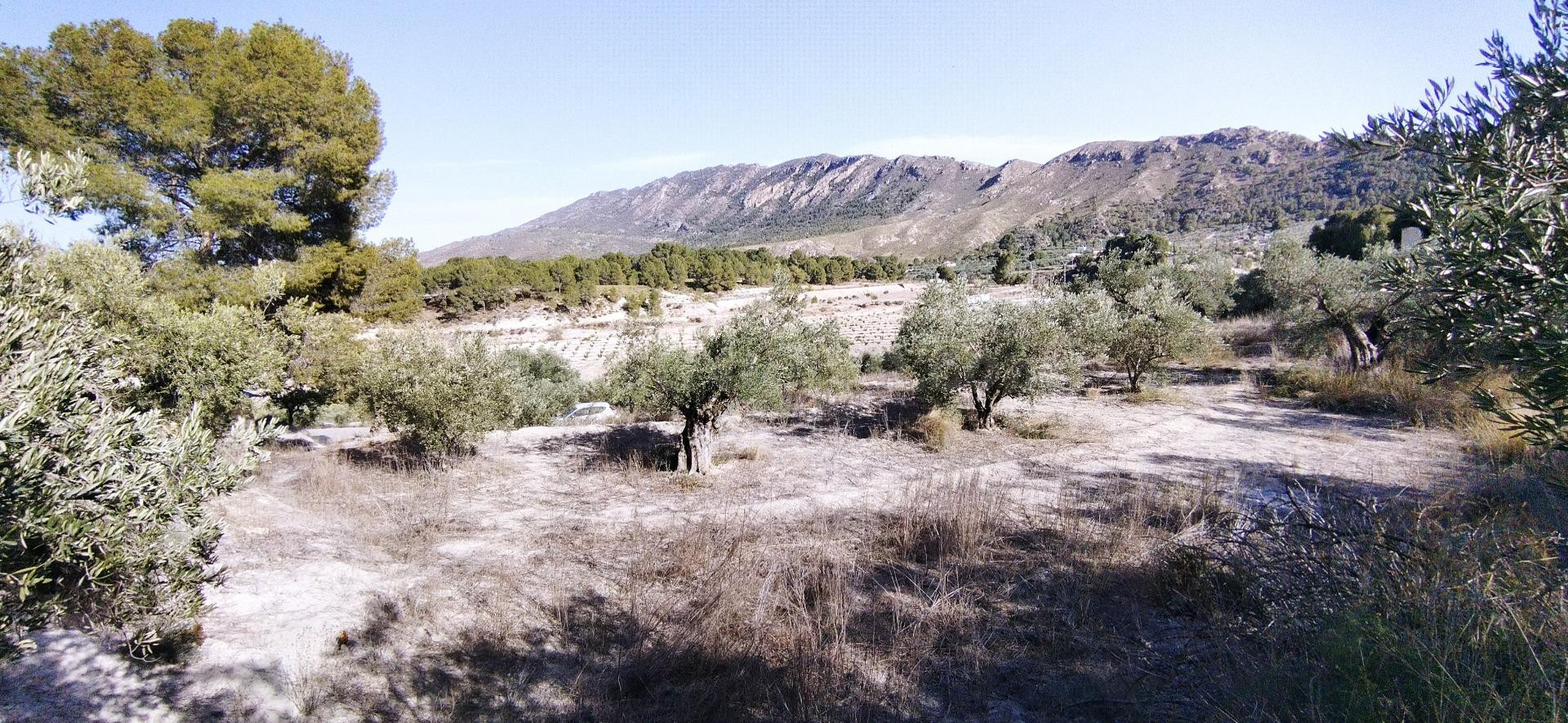 Parcela en venta - Calasparra - foto 4