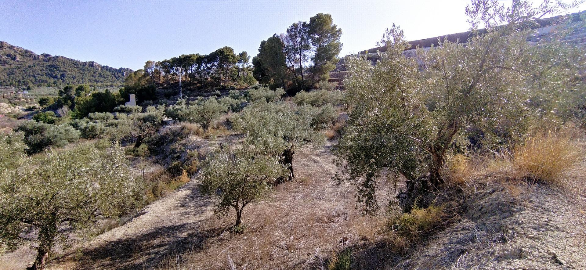 Parcela en venta - Calasparra - foto 5