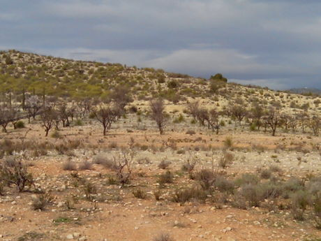 Parcela 5300m² en venta - Calasparra