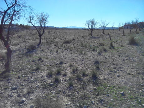Parcela 5300m² en venta - Calasparra - foto 2