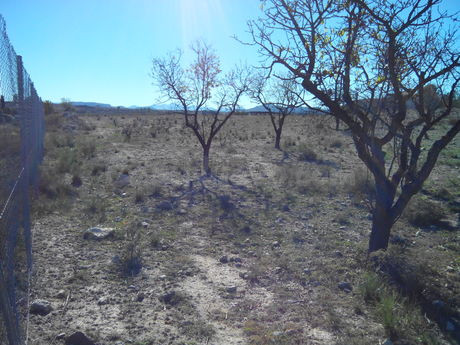 Parcela 5300m² en venta - Calasparra - foto 3