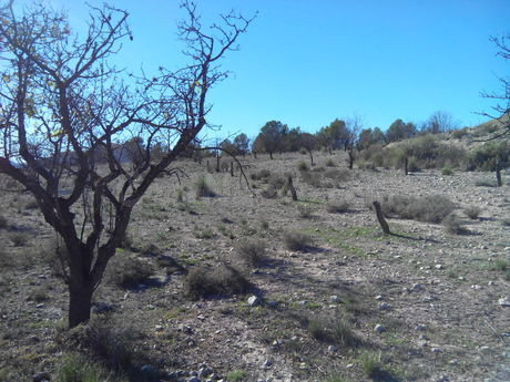 Parcela 5300m² en venta - Calasparra - foto 4