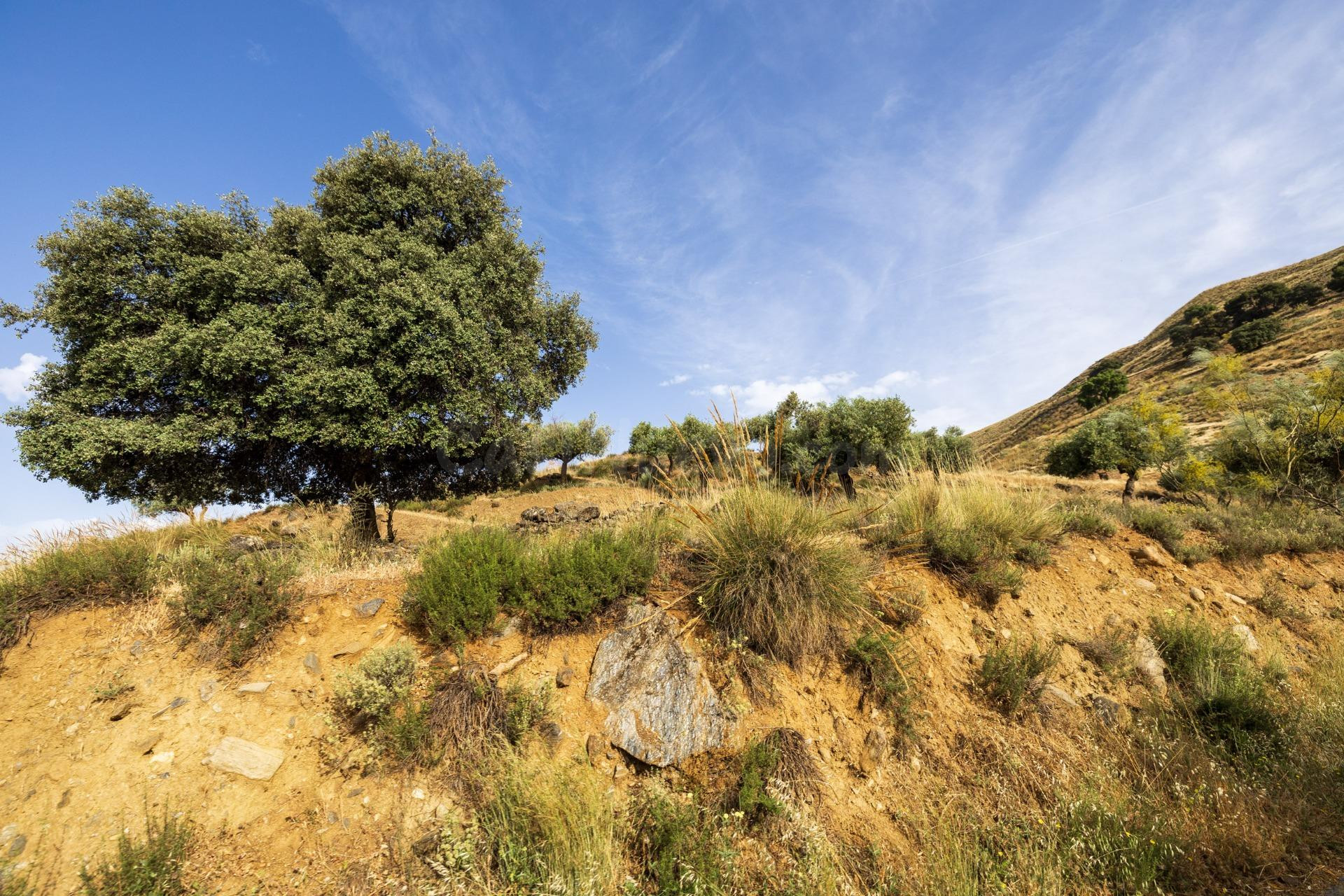 EN VENTA  MARAVILLOSO PARAJE NATURAL CON DOS CONEXIONES DE A