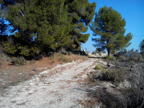 Parcela en venta - Calasparra - foto 4