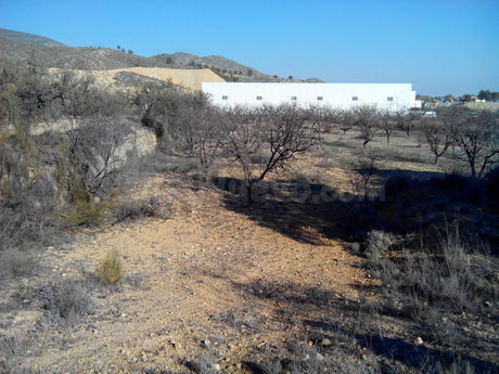 Parcela 19000m² en venta - Cehegín - foto 4