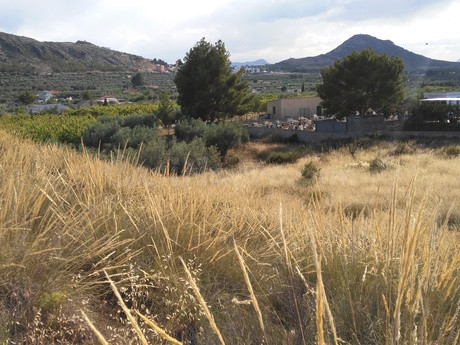 Parcela en venta - Calasparra - foto 3