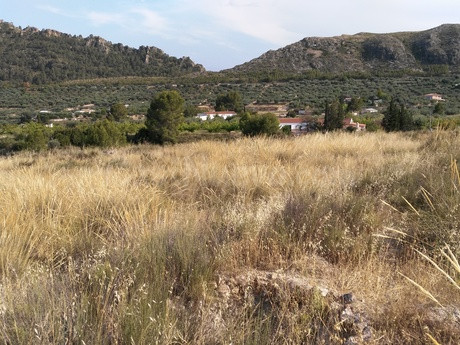 Parcela en venta - Calasparra - foto 4