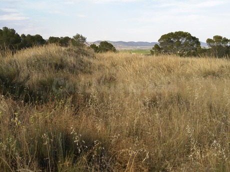 Parcela en venta - Calasparra - foto 5