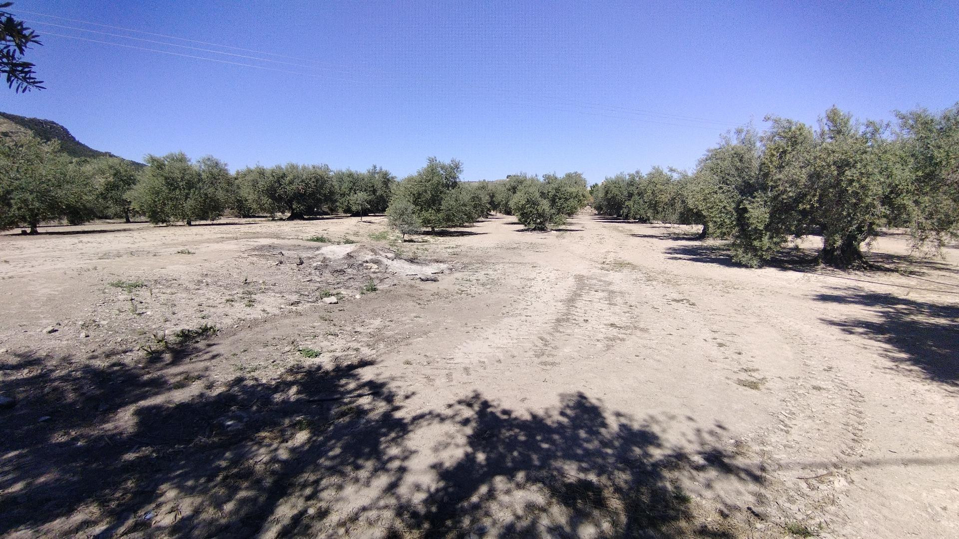 Parcela en venta - Calasparra - foto 2