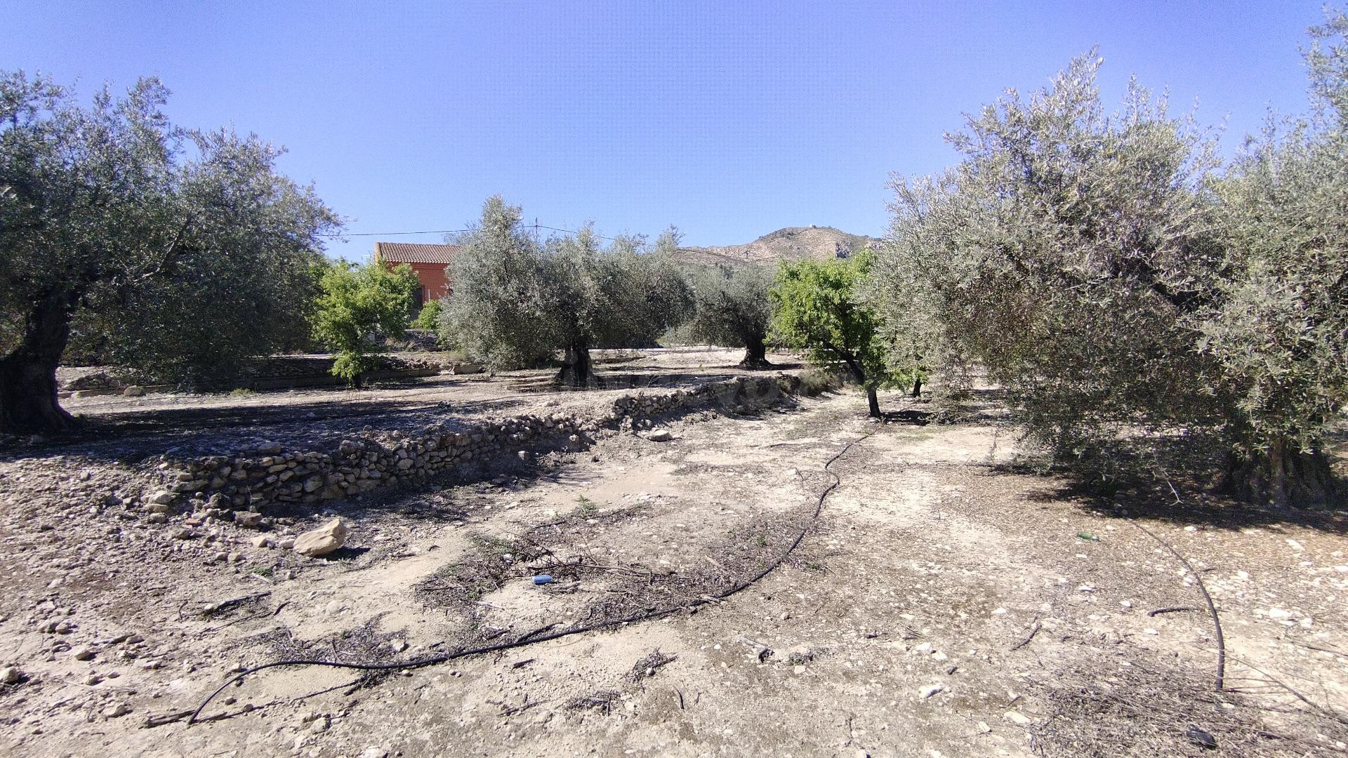 Parcela en venta - Calasparra - foto 3