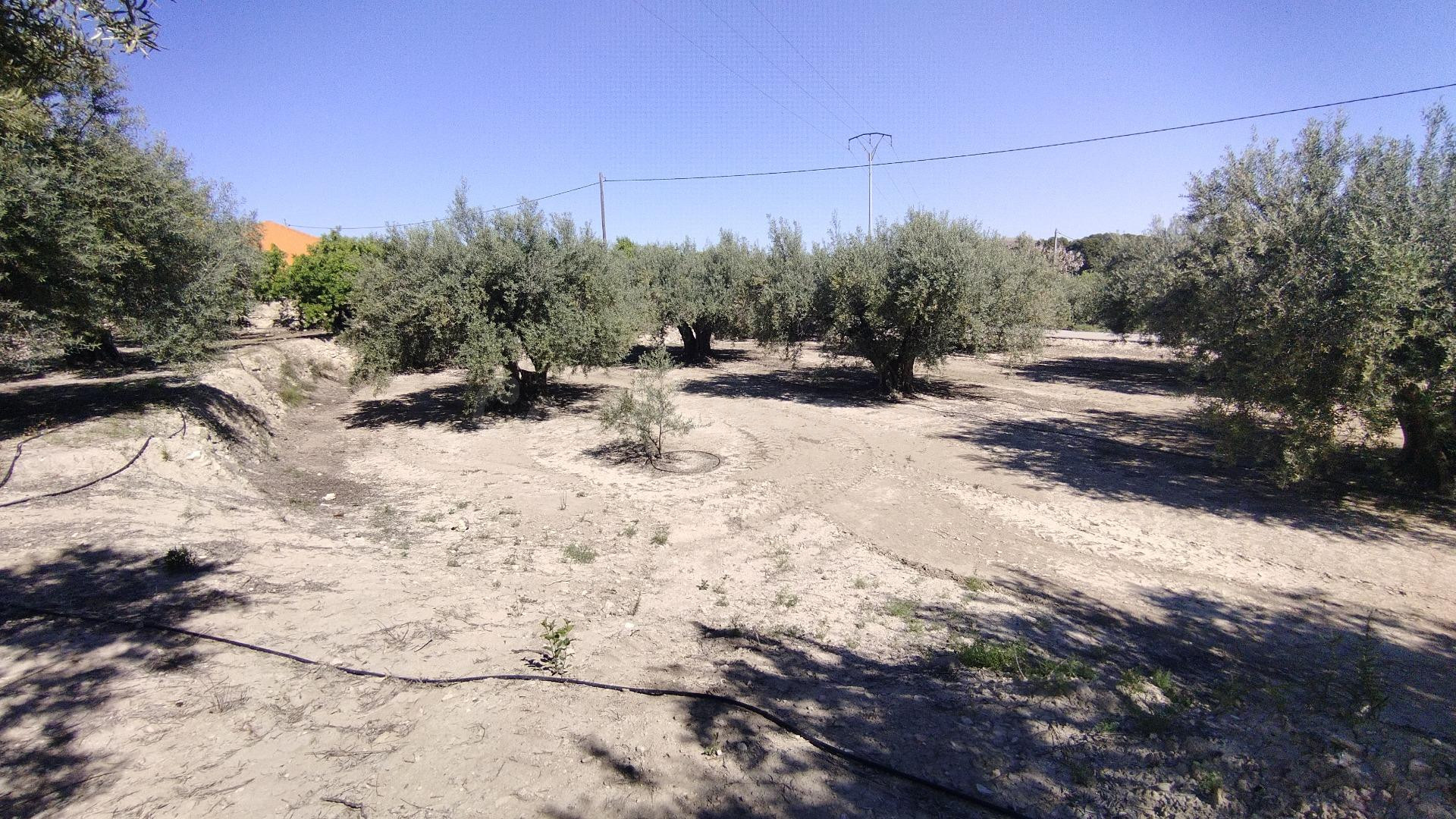 Parcela en venta - Calasparra - foto 4