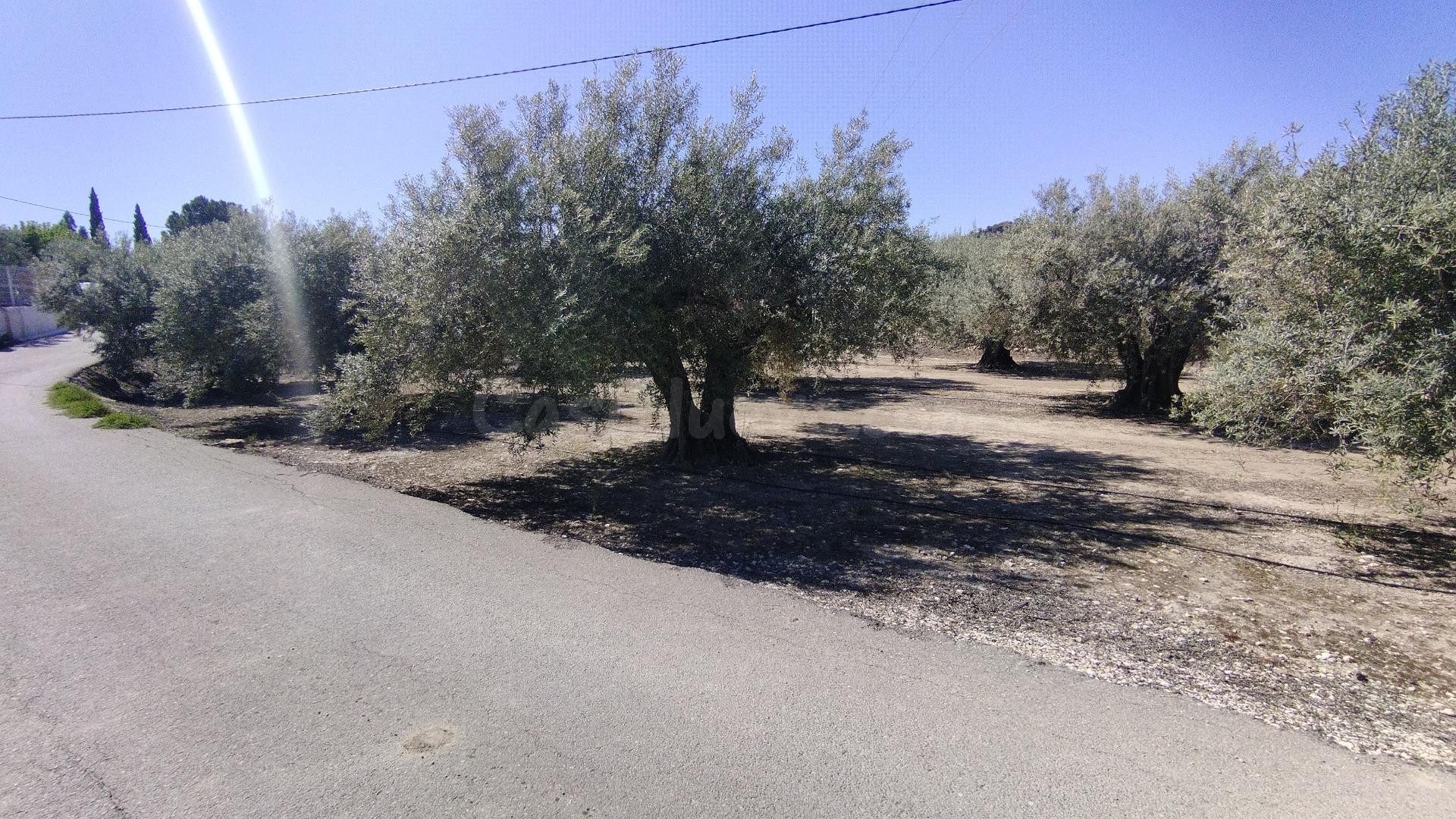 Parcela en venta - Calasparra - foto 5
