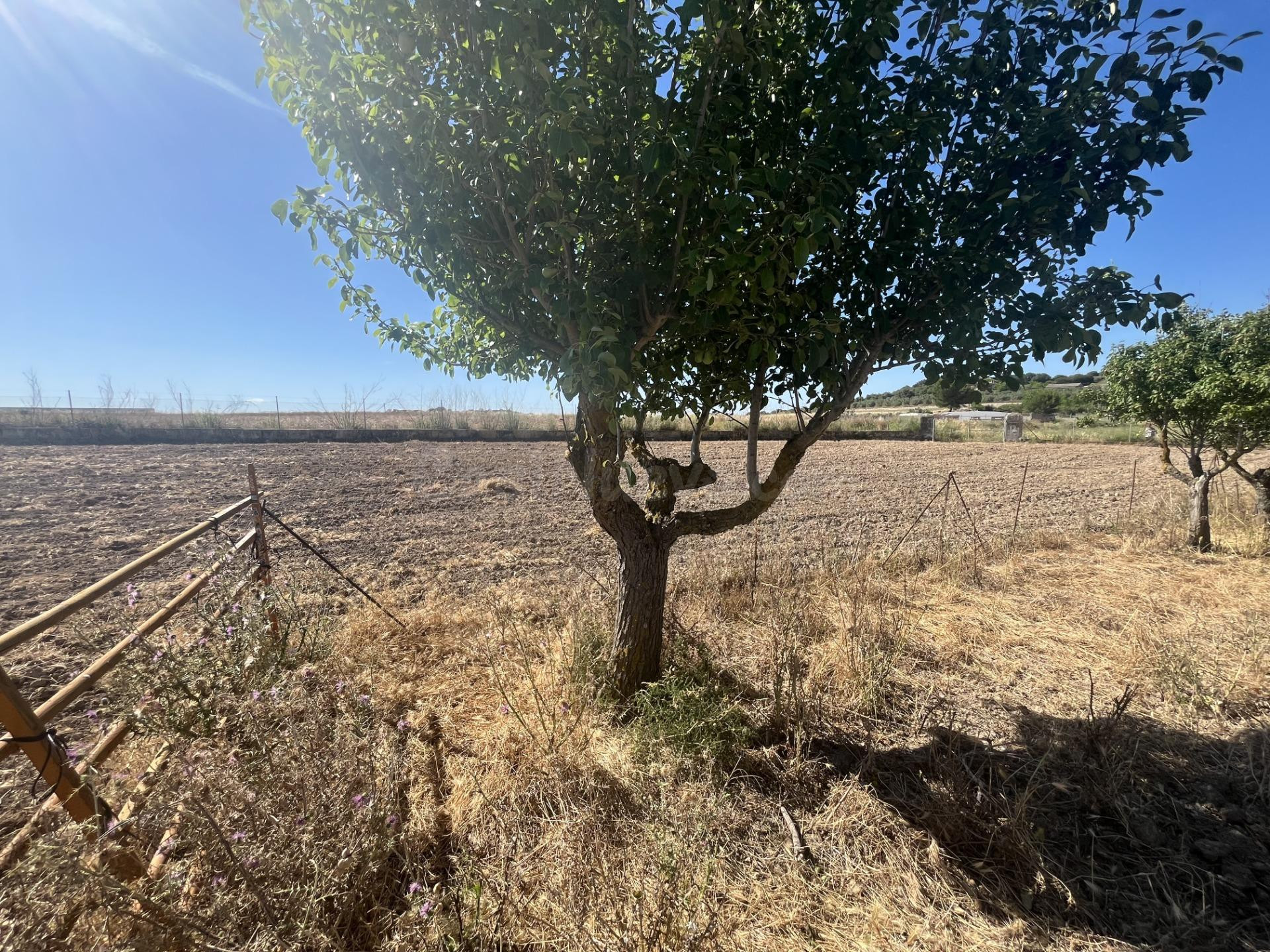VENTA DE TERRENO RUSTICO EN MURO MALLORCA - foto 5
