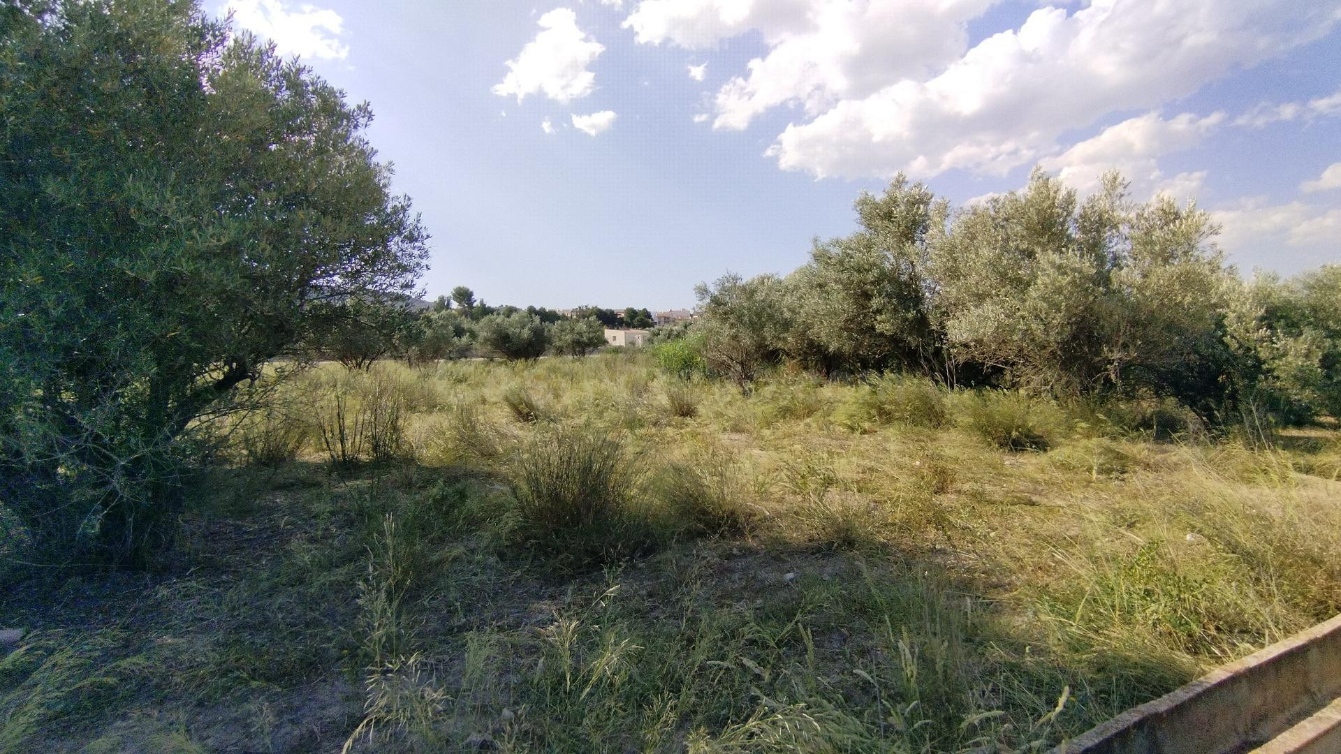 Parcela en venta - Calasparra - foto 2