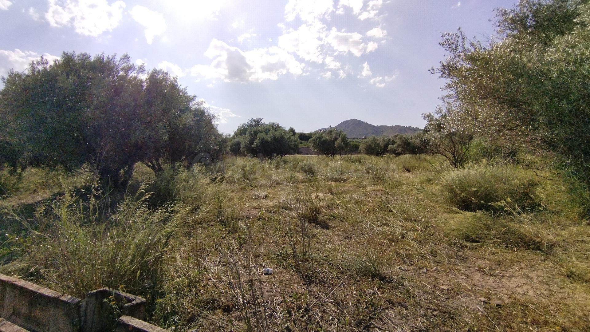 Parcela en venta - Calasparra - foto 4
