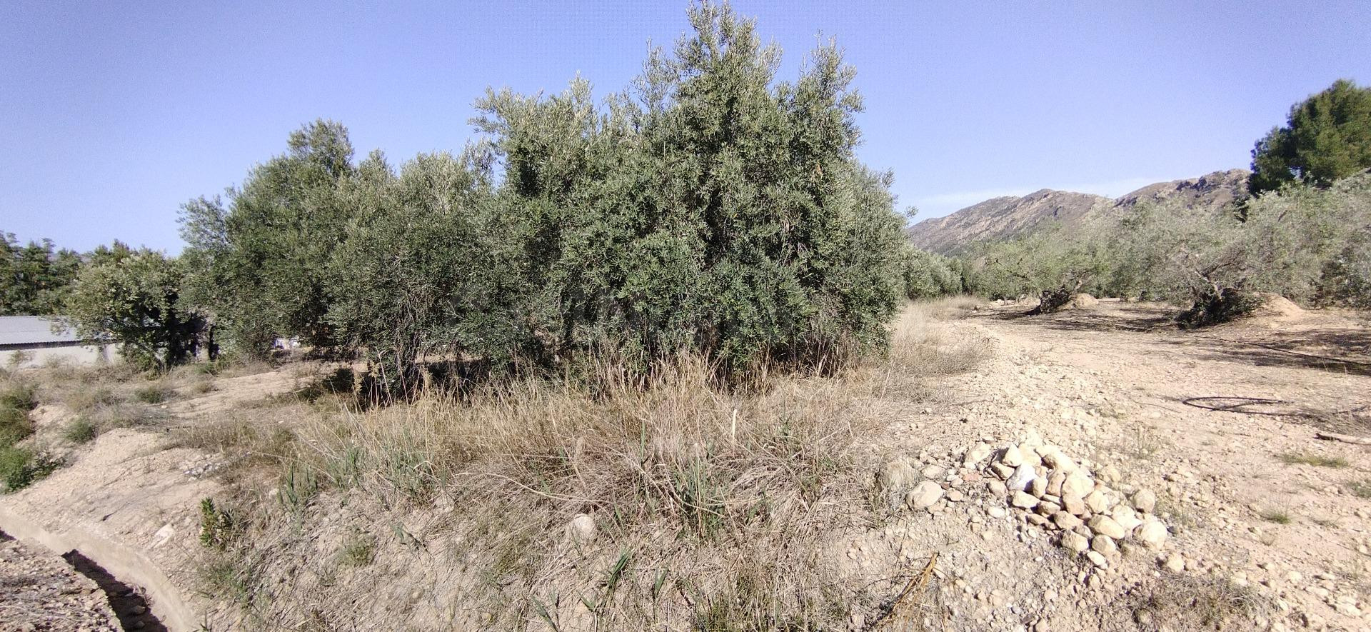 Parcela en venta - Calasparra