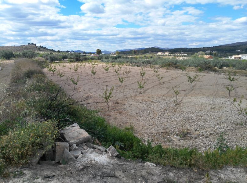 Parcela en venta - Calasparra