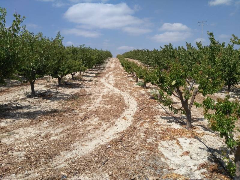 Parcela en venta - Calasparra
