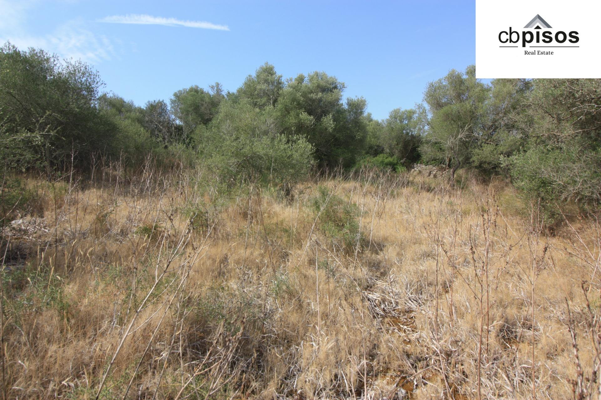 TERRENO RÚSTICO EN VENTA – PETRA