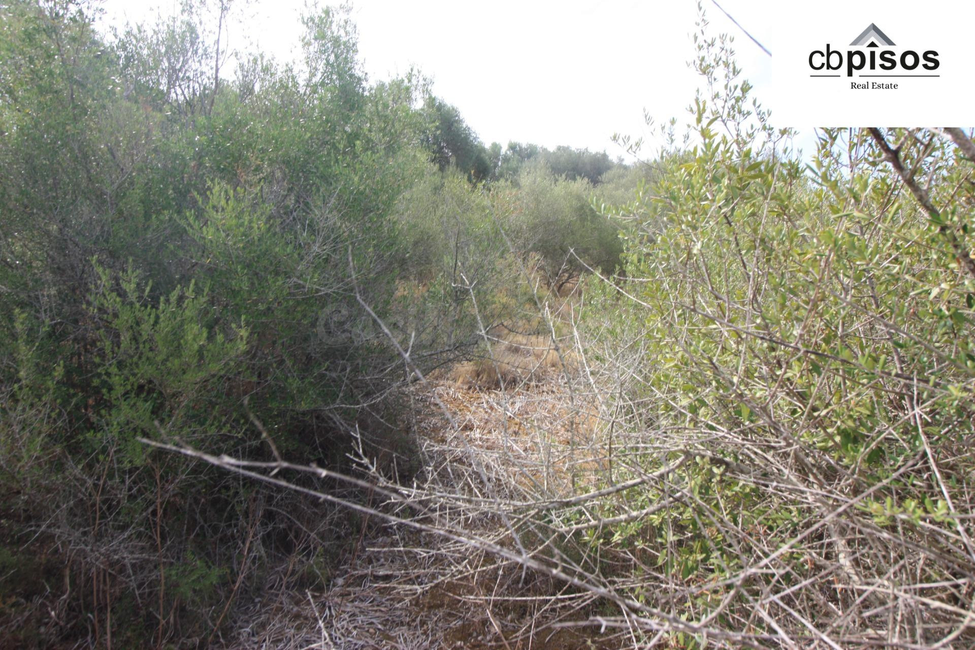 TERRENO RÚSTICO EN VENTA – PETRA - foto 3