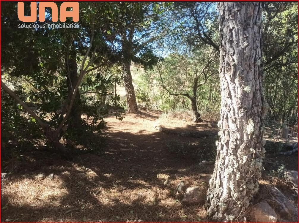 Parcela con explotación de olivares y con casa a12 Km de Vil - foto 3
