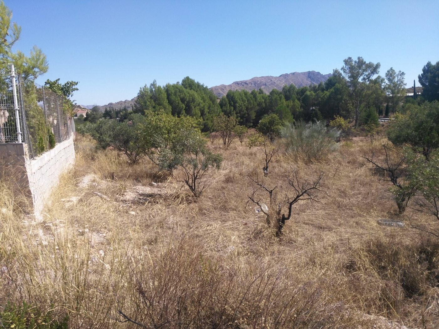 Parcela en venta - Calasparra - foto 4