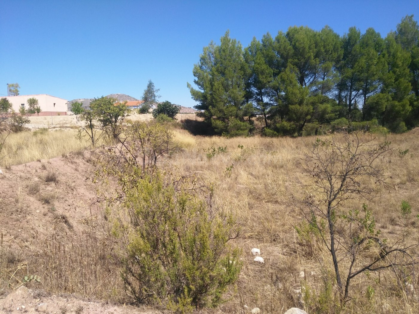 Parcela en venta - Calasparra - foto 5