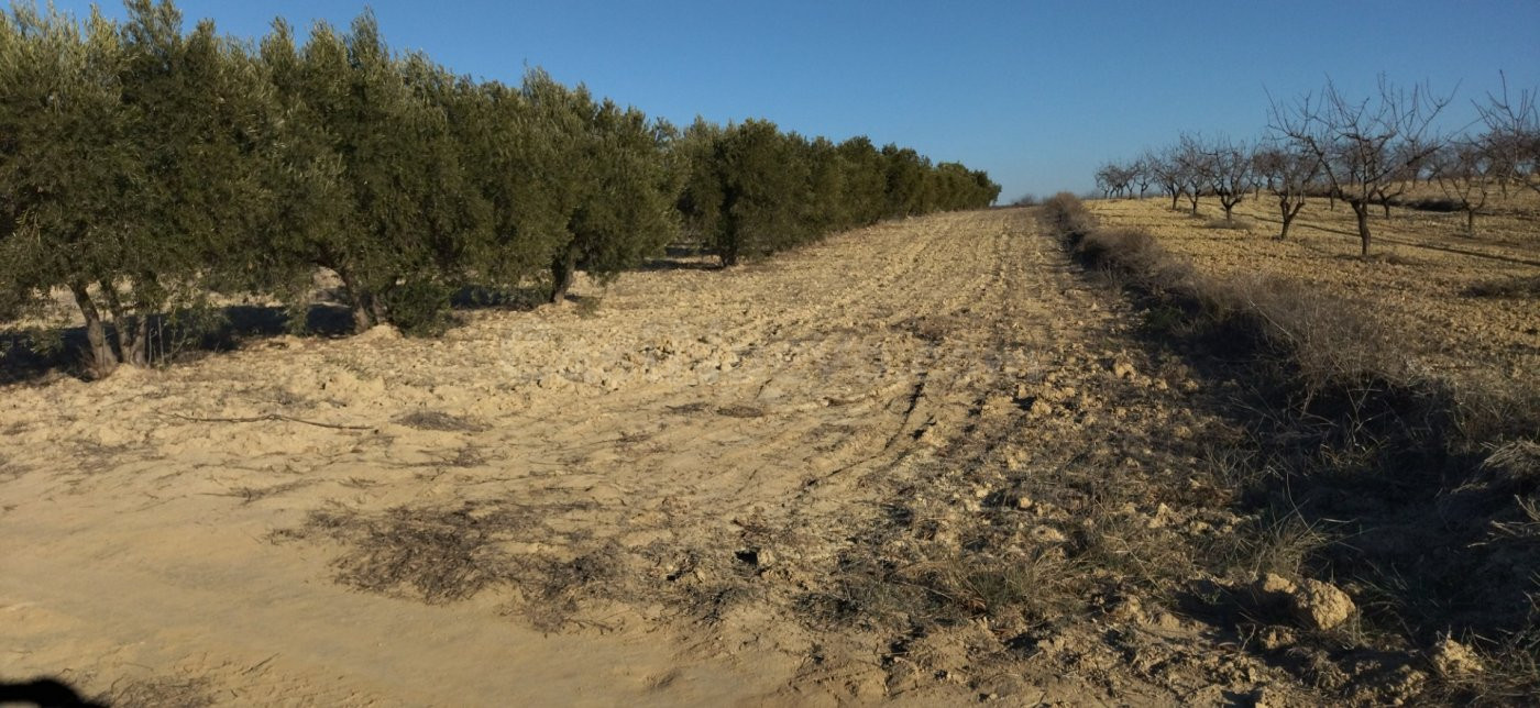Parcela en venta - Calasparra