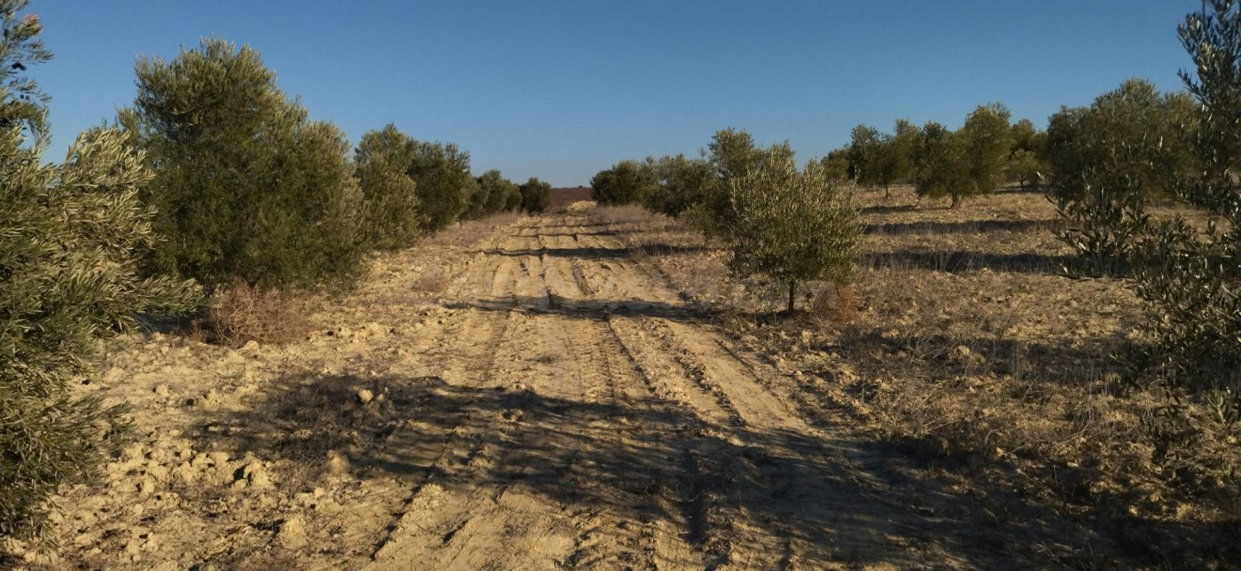 Parcela en venta - Calasparra - foto 2