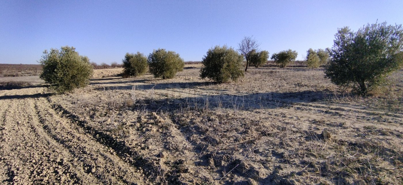 Parcela en venta - Calasparra - foto 3