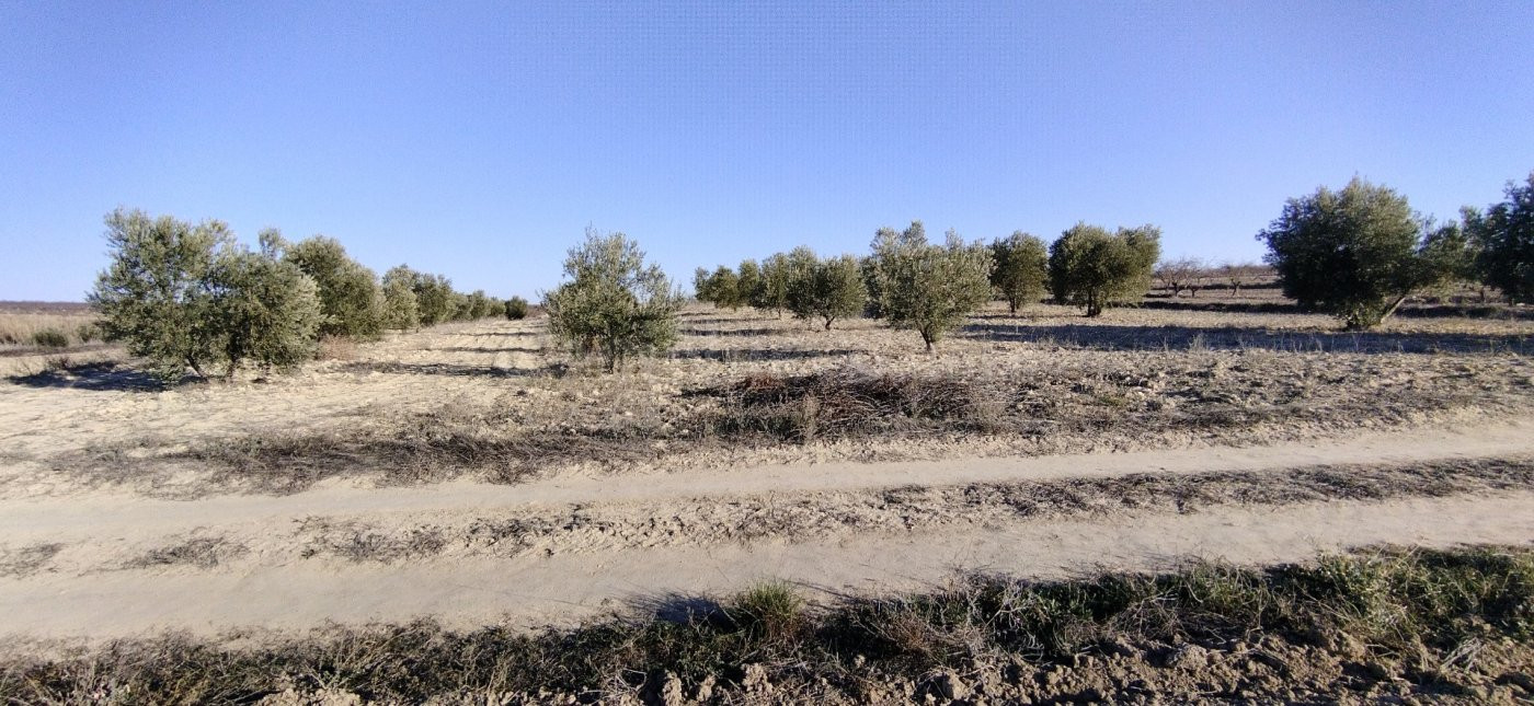 Parcela en venta - Calasparra - foto 4