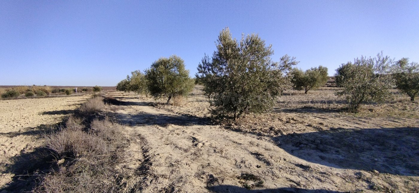 Parcela en venta - Calasparra - foto 5