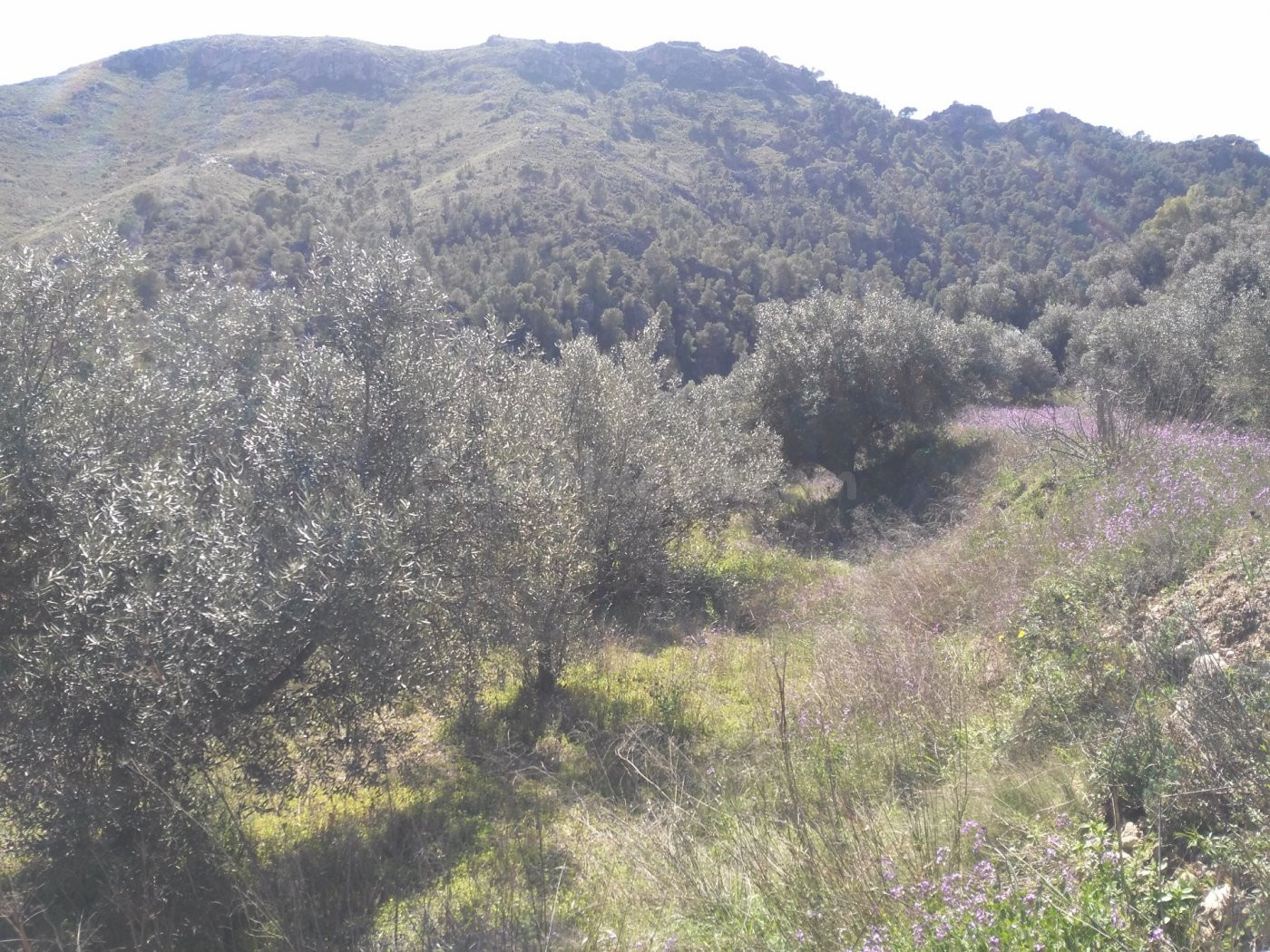 Parcela en venta - Calasparra