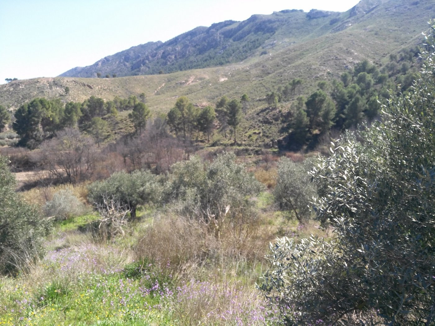 Parcela en venta - Calasparra - foto 2