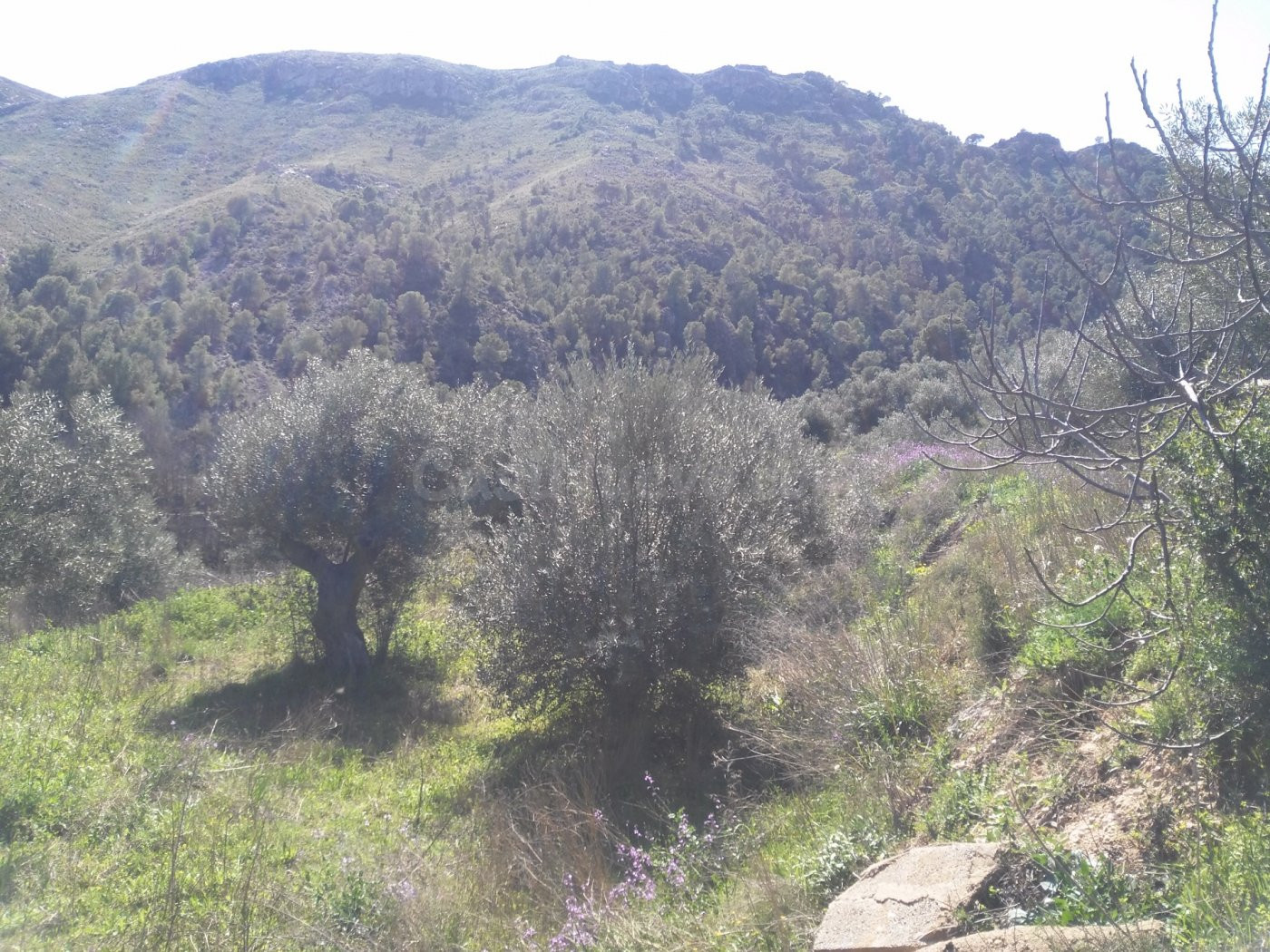 Parcela en venta - Calasparra - foto 3