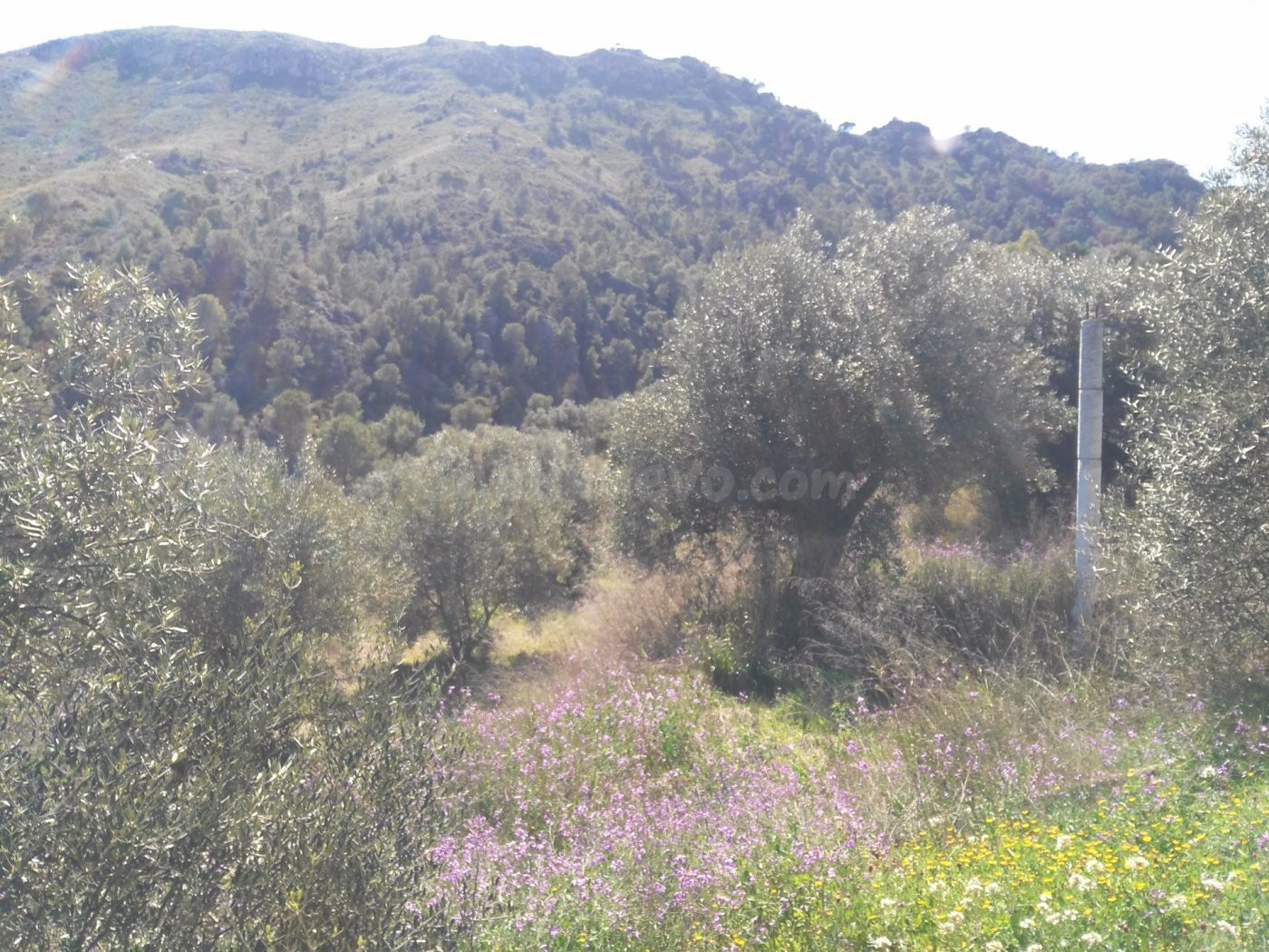 Parcela en venta - Calasparra - foto 4